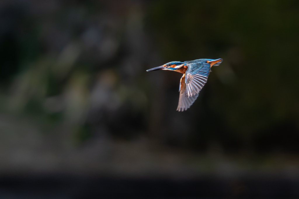 元気に飛び回るカワちゃん