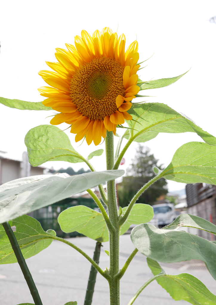 梅雨の合間の向日葵
