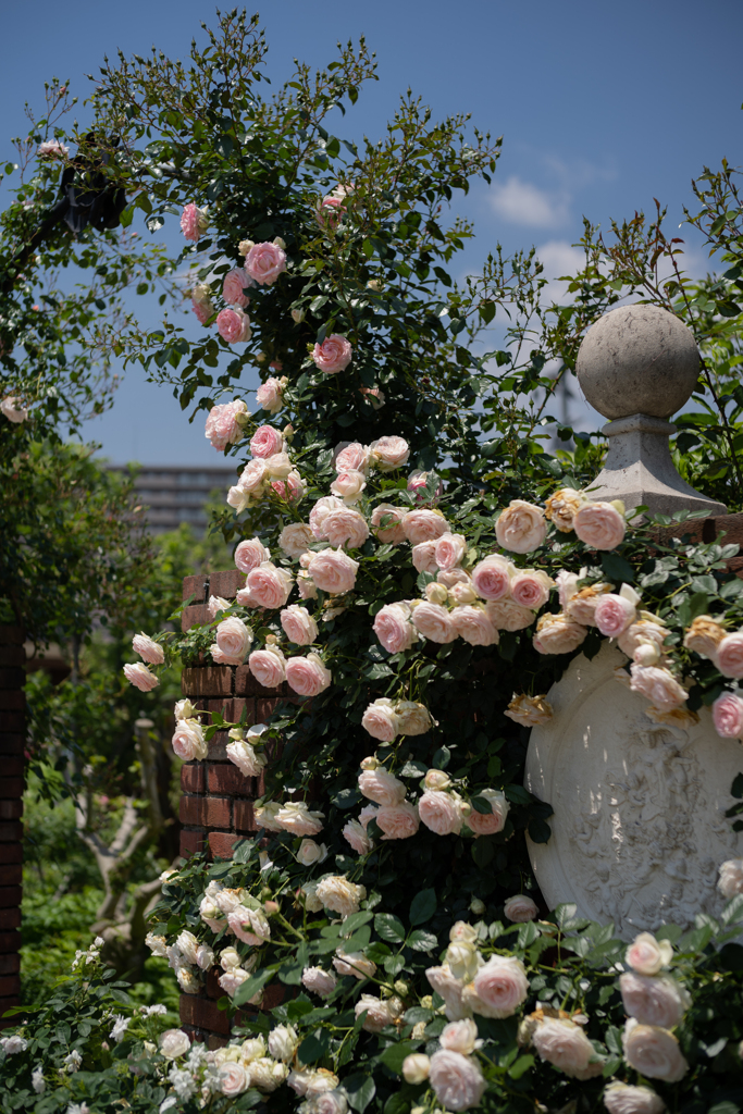 イングリッシュガーデン（薔薇）