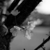 さくら２