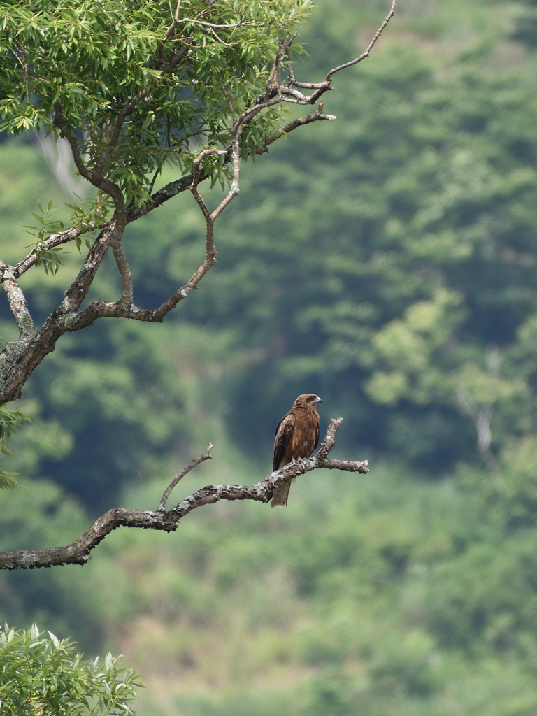 鳶の居る風景