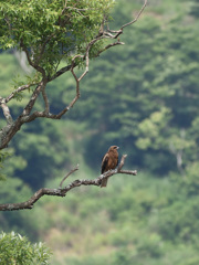 鳶の居る風景