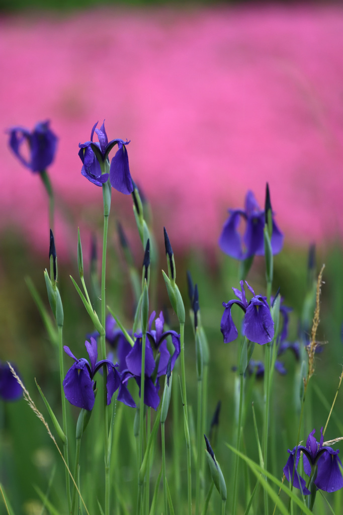 野花菖蒲