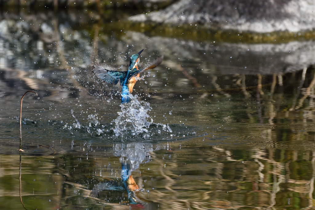 今年最後のカワセミ