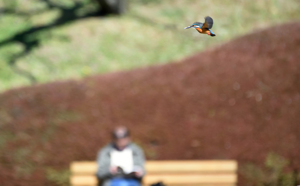 とある公園の陽だまり