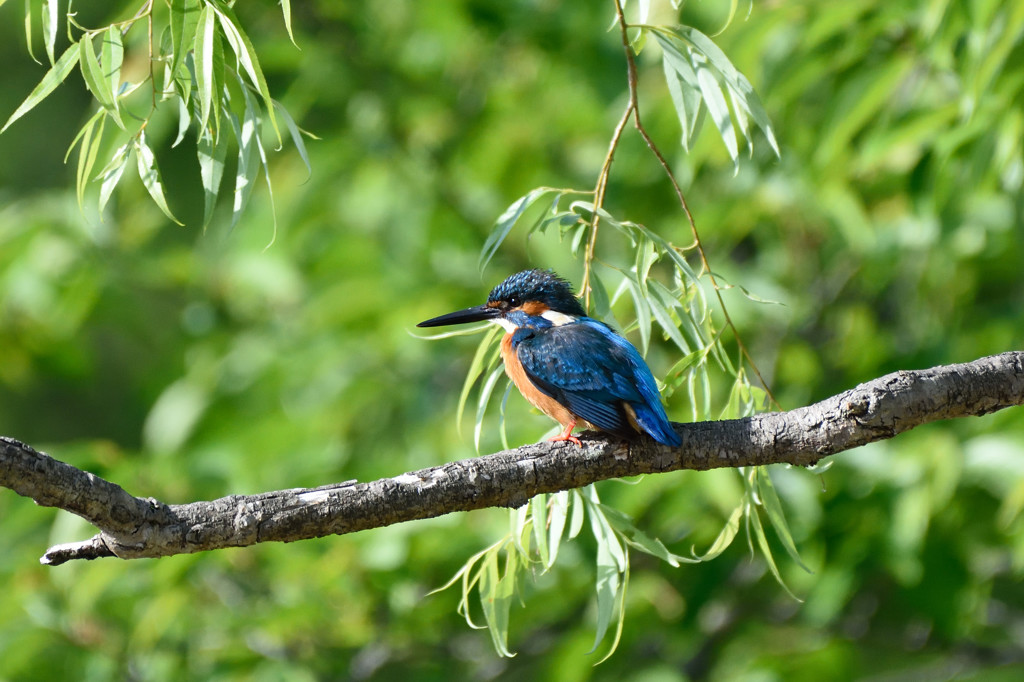萌黄色にコバルトブルー３