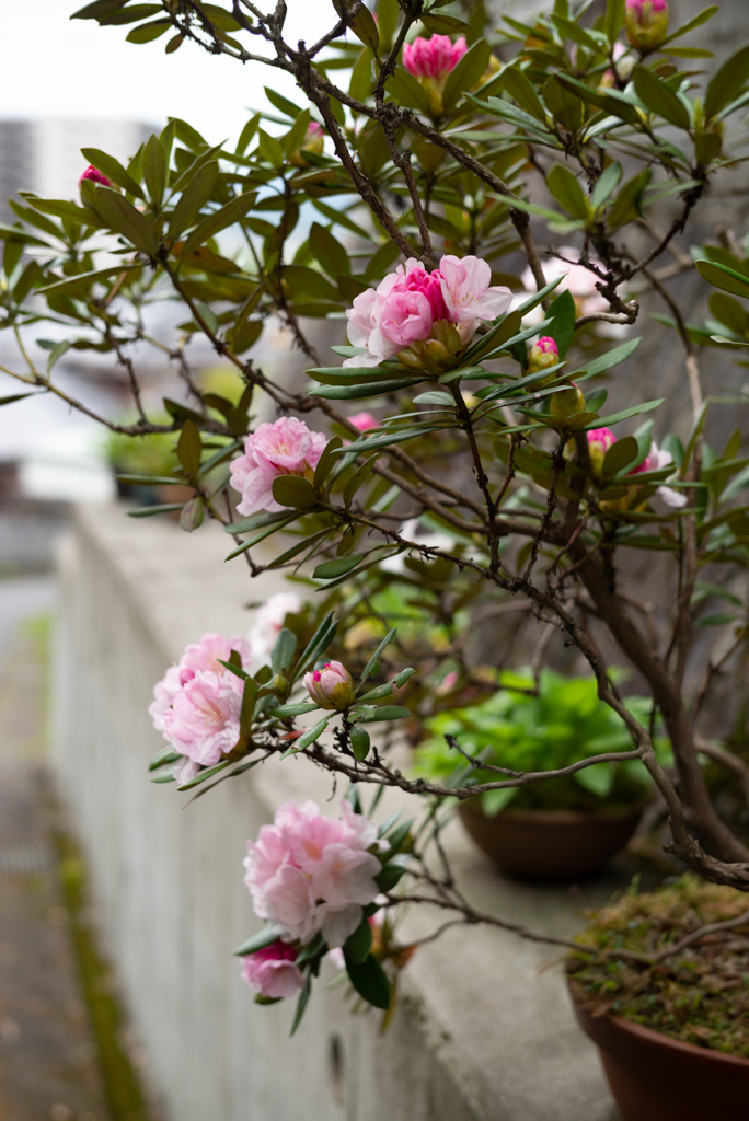 路傍の花６