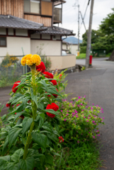 長閑な散歩道から６７（赤い花、黄色い花）