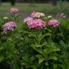 雨の公園（紫陽花１）