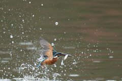 カワちゃん小魚ゲット