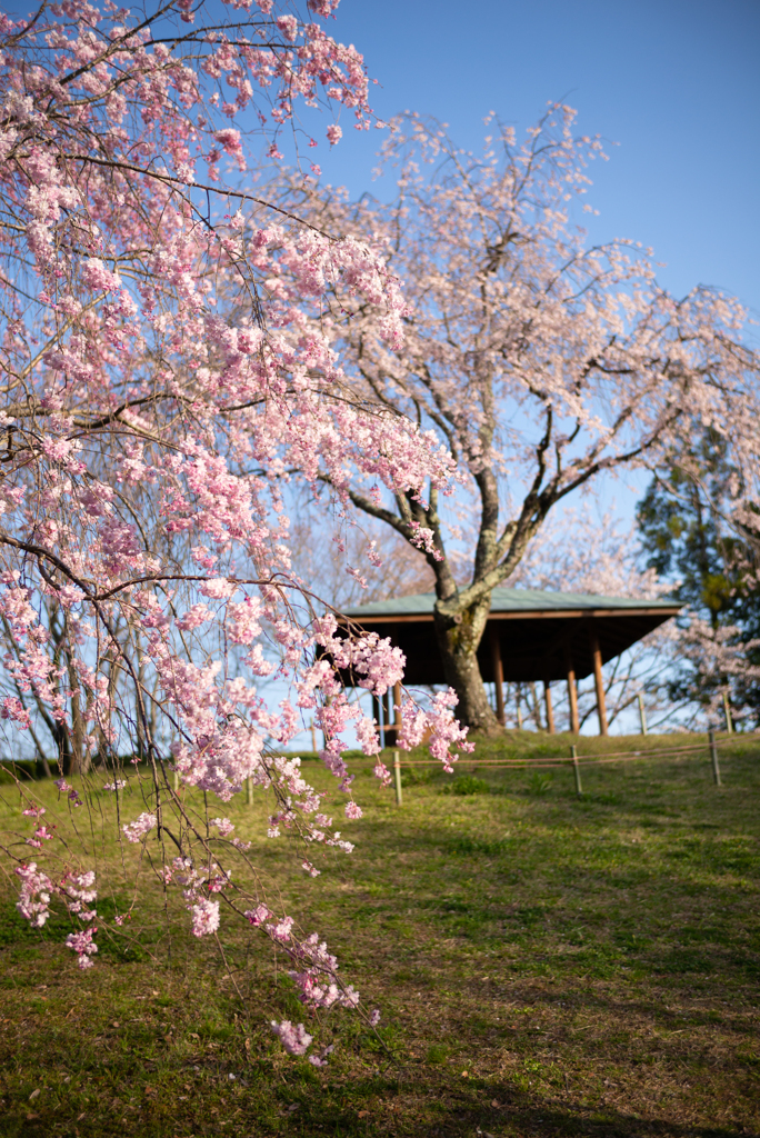 公園の桜