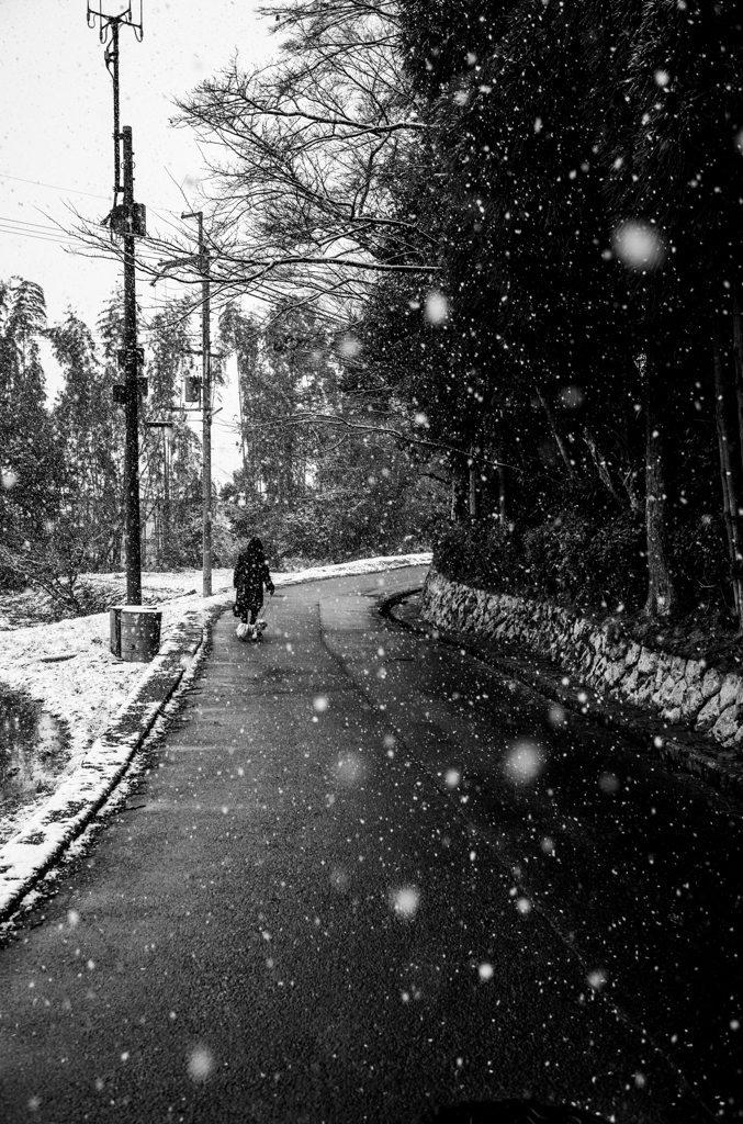 長閑な散歩道から１５８（ちらつく雪）