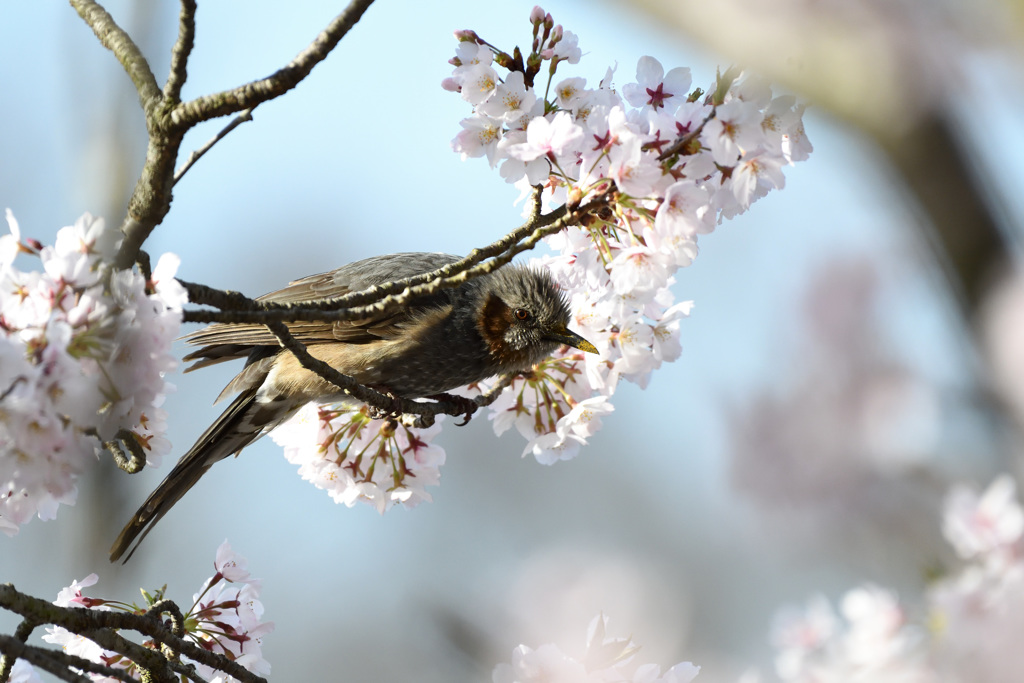 さくらには