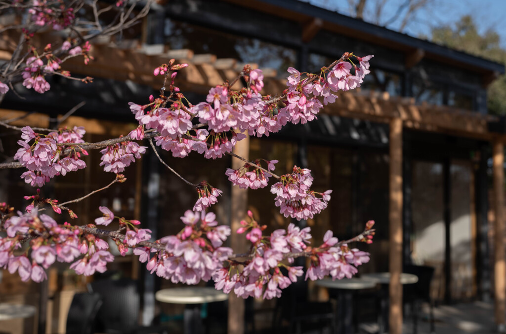 公園にて（陽光桜）