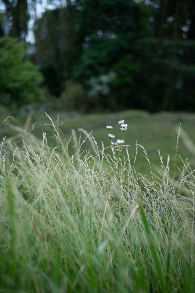 長閑な散歩道から36（草花）