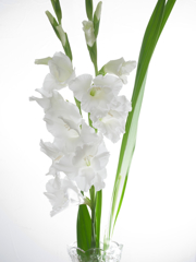 白い花