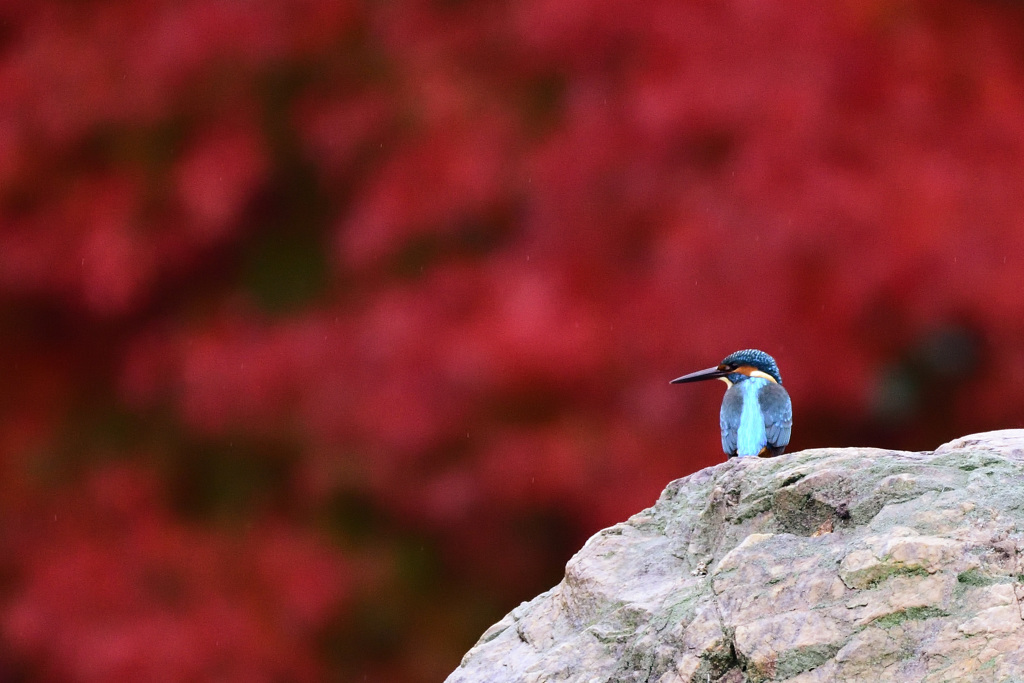 紅に染まる