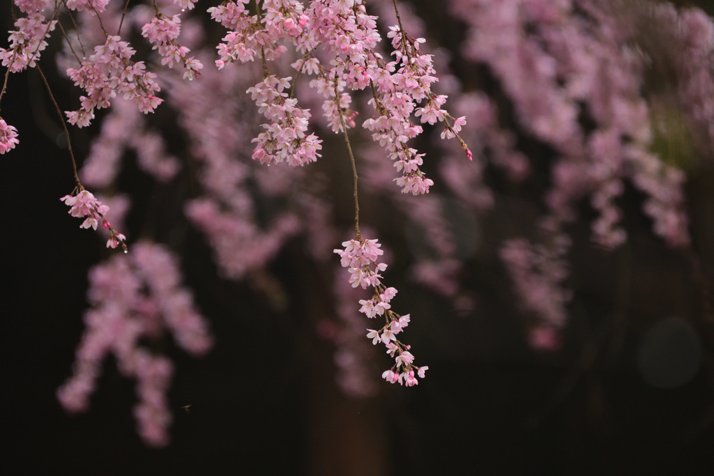 公園の桜（１）