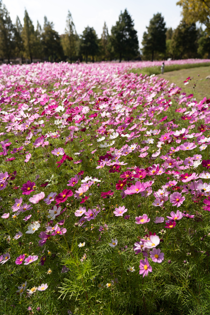 秋桜