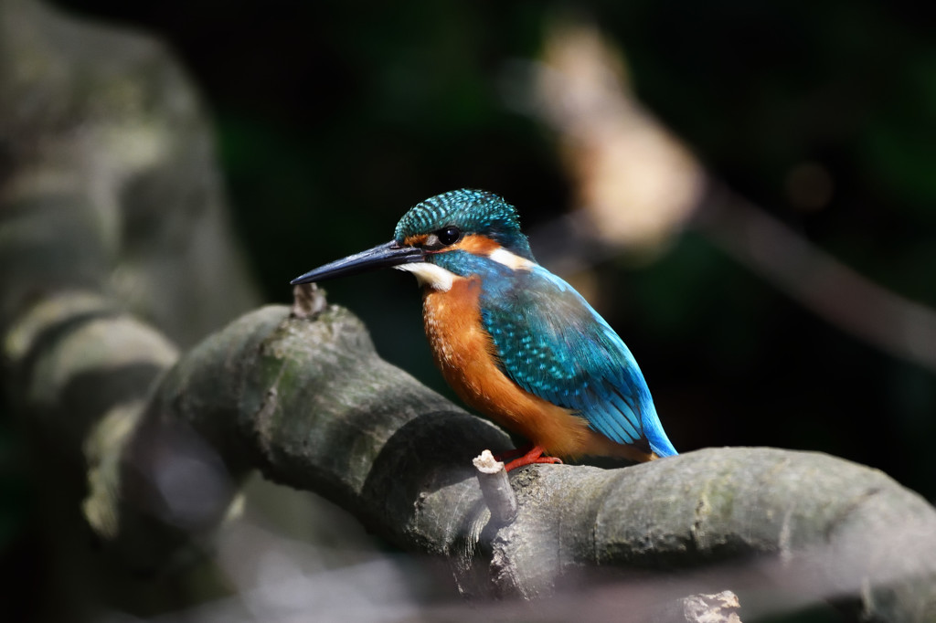 公園のカワセミ