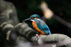 公園のカワセミ
