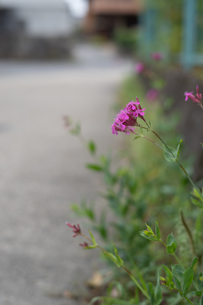 長閑な散歩道から（道端の花）