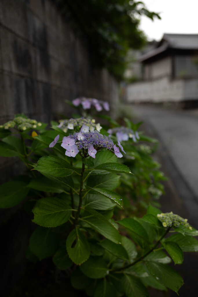 長閑な散歩道から（路地裏のガクアジサイ）