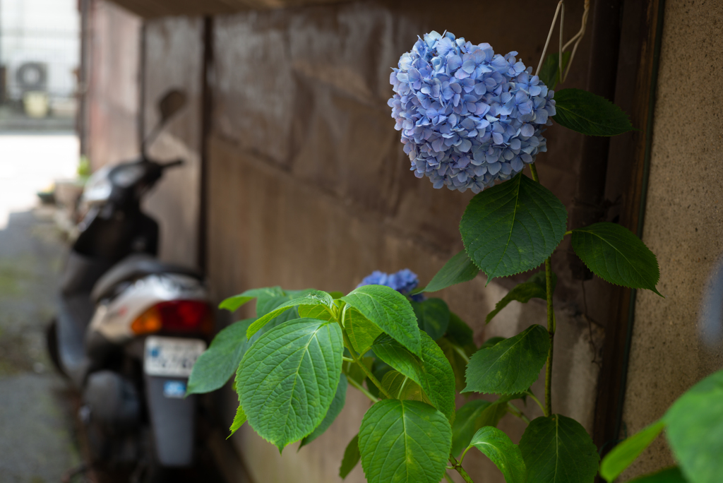 路地裏の紫陽花