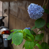 路地裏の紫陽花