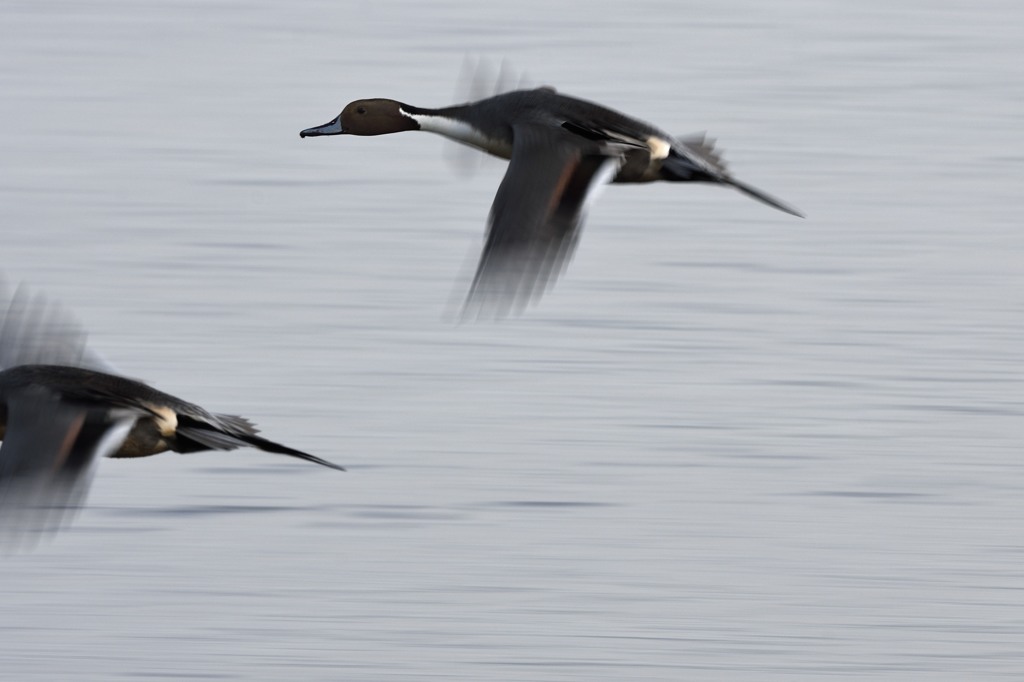 カモ君の滑空２