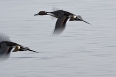 カモ君の滑空２