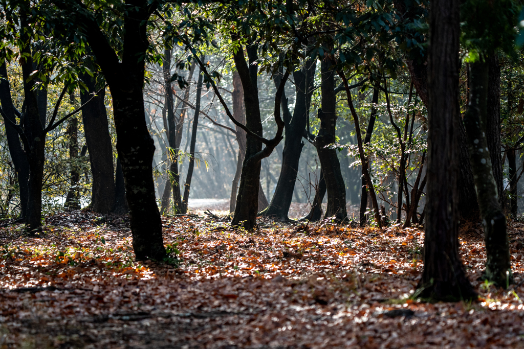 木立の中へ