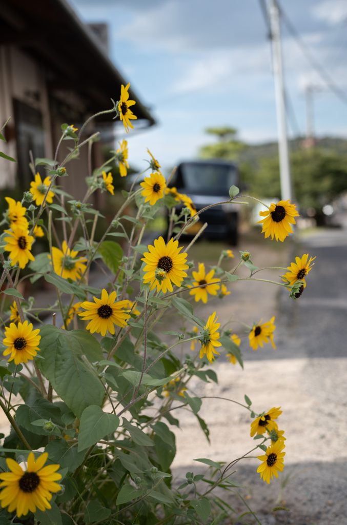 長閑な散歩道から２２４（夏の花）