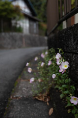 長閑な散歩道から(251)ヒルザキ月見草