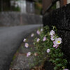 長閑な散歩道から(251)ヒルザキ月見草