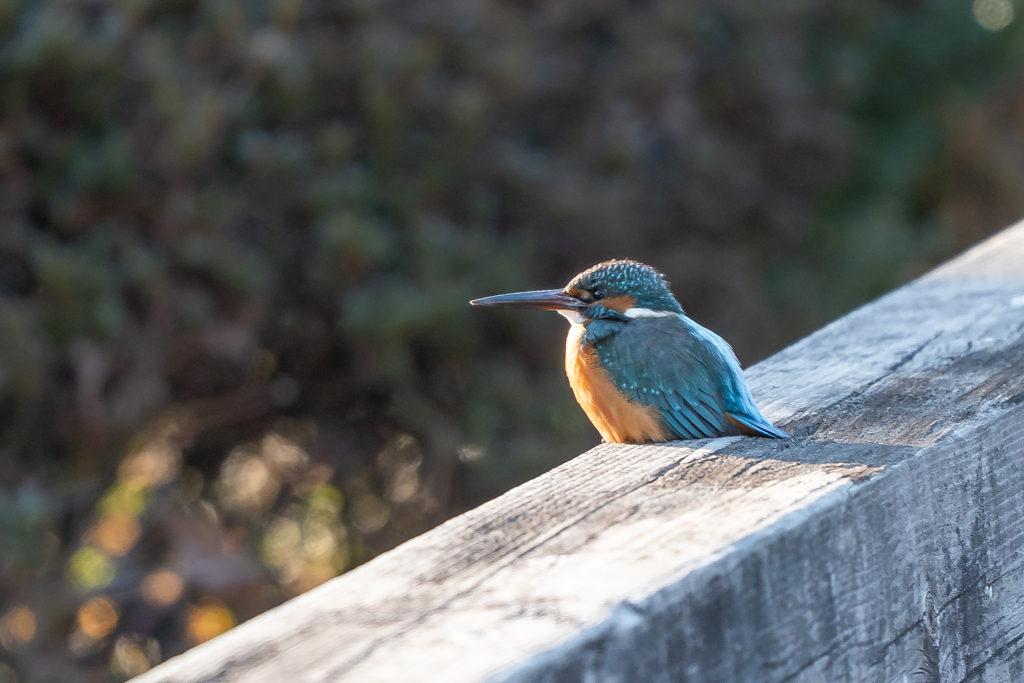 橋の上で日向ぼっこ