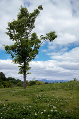 公園の木