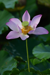 ハスの花