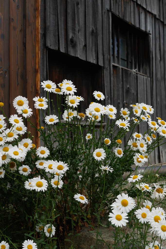 散歩道の花