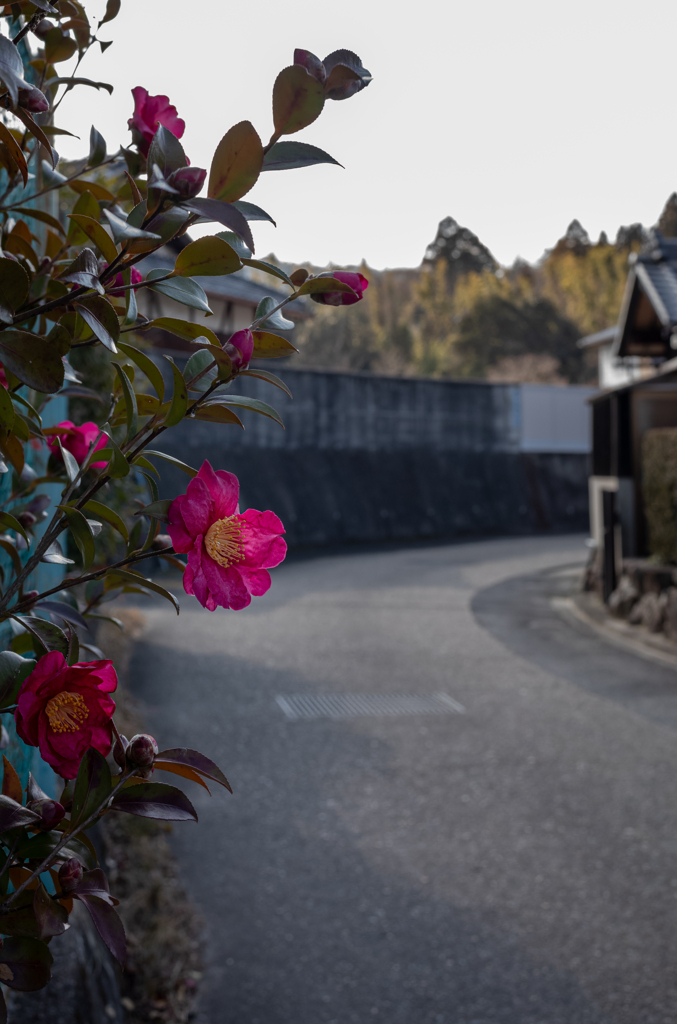 長閑な散歩道から（２５８）