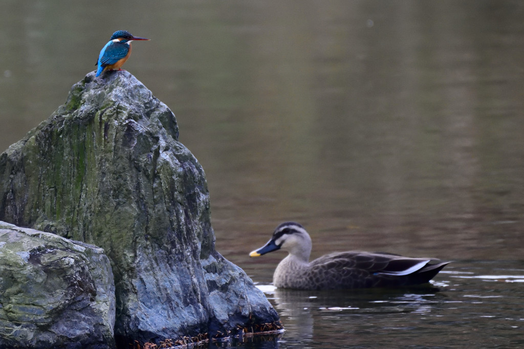 素知らぬ顔のツーショット