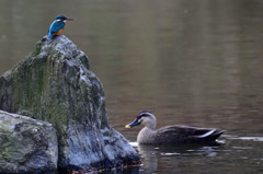 素知らぬ顔のツーショット
