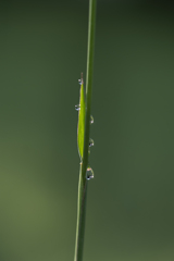 朝露