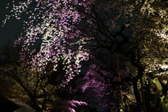 今年の夜桜（２）