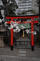 天孫神社の桜