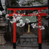 天孫神社の桜
