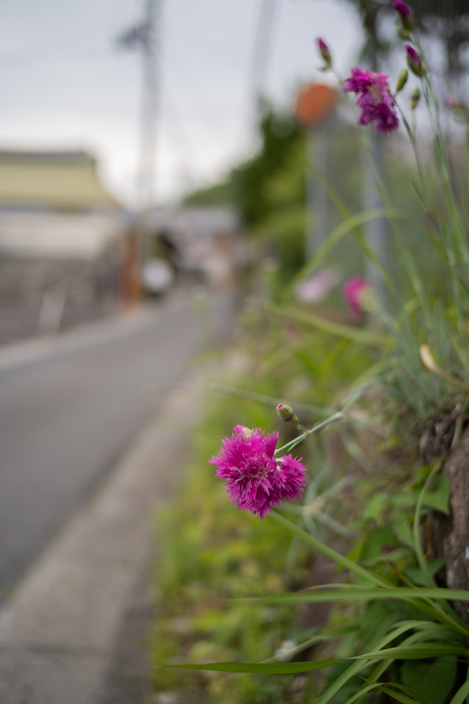 長閑な散歩道から