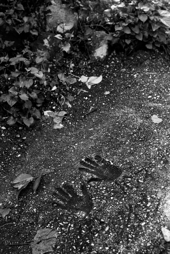 長閑な散歩道から５６（？）