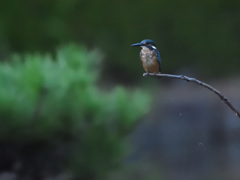 夕刻のカワセミ