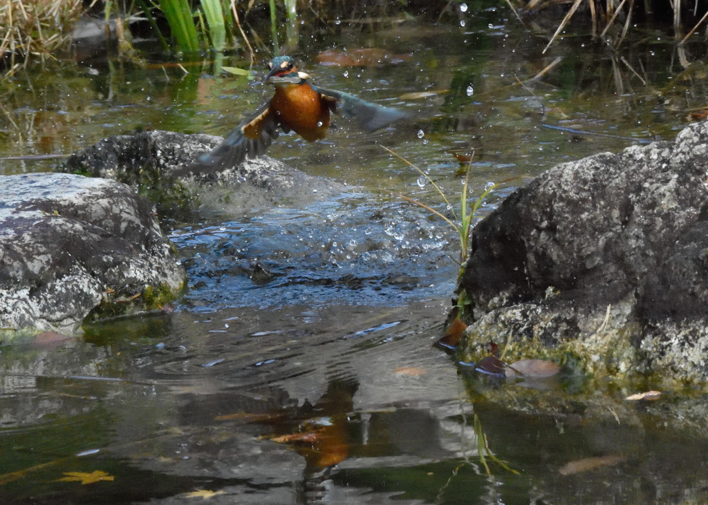 小エビをゲット